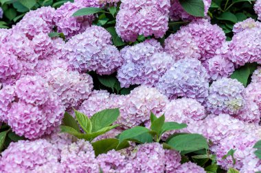 renkli çiçek açan ortanca arka plan