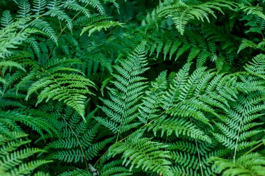 koyu yeşil güzel eğreltiotu yaprakları