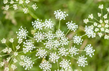 beyaz çayır çiçek üstten görünüm arka plan