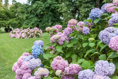 pembe çiçek açan ortanca Park