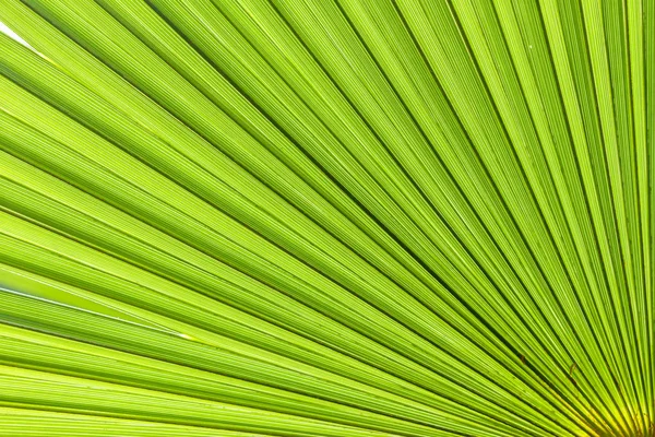 closeup palm tree leaf