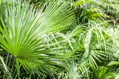 closeup palmiye ağacı yaprak
