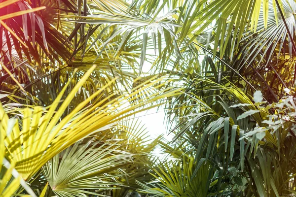 Palmträd lämnar bakgrund — Stockfoto