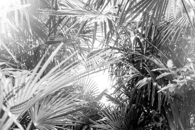 arka plan palmiye ağacının yaprakları