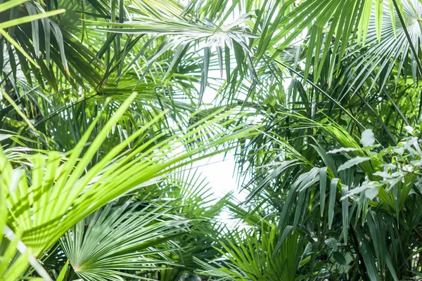 Palmträd lämnar bakgrund — Stockfoto