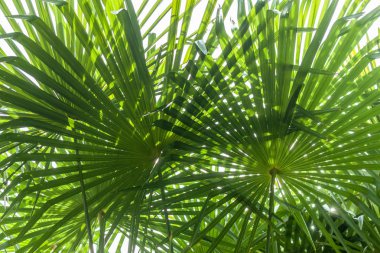 closeup palmiye ağacı yaprak