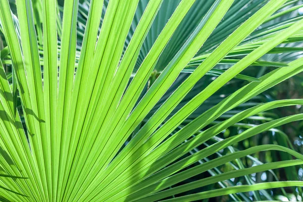 Foglia di palma primo piano — Foto Stock
