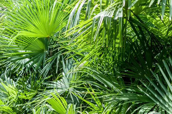 Närbild palm tree löv — Stockfoto