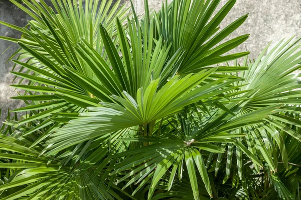 Närbild palm tree löv — Stockfoto