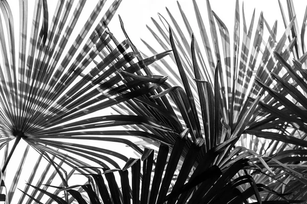Palmträd lämnar bakgrund — Stockfoto