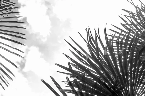 Palm tree leaves background — Stock Photo, Image
