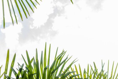 closeup palmiye ağacı yaprak