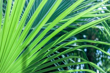closeup palmiye ağacı yaprak