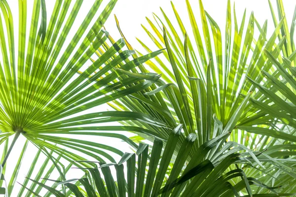 Närbild palm tree löv — Stockfoto