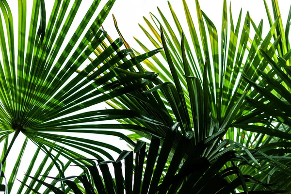 Närbild palm tree löv textre för bakgrund — Stockfoto