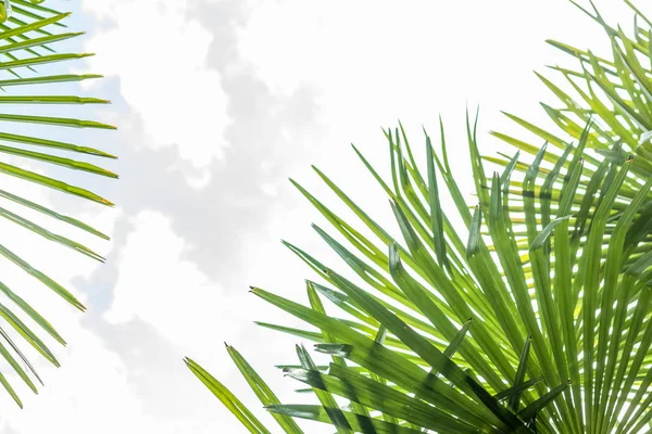 Närbild palm tree löv — Stockfoto