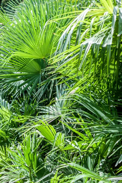 Närbild palm tree löv — Stockfoto