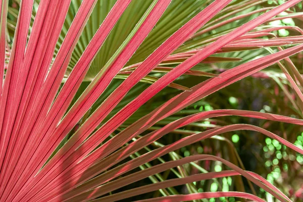 Närbild röd och grön palm tree löv — Stockfoto