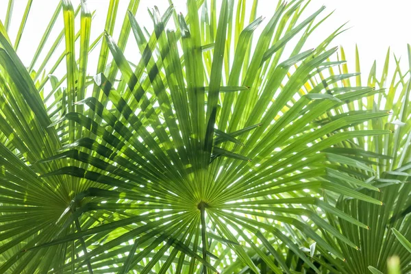 Foglia di palma primo piano — Foto Stock