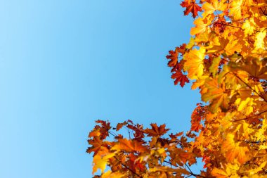 sarı mavi gökyüzü arka planı yaprak