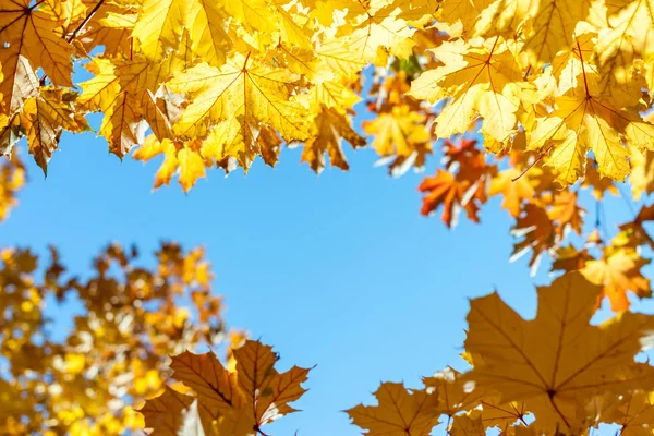 Höstlöv gul mot blå himmel bakgrund — Stockfoto
