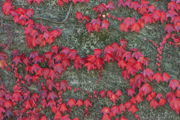 Colorido vermelho selvagem uva folhas texturizado fundo — Fotografia de Stock