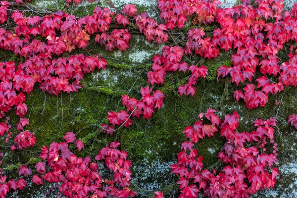 Bunte rote wilde Traubenblätter strukturierten Hintergrund — Stockfoto