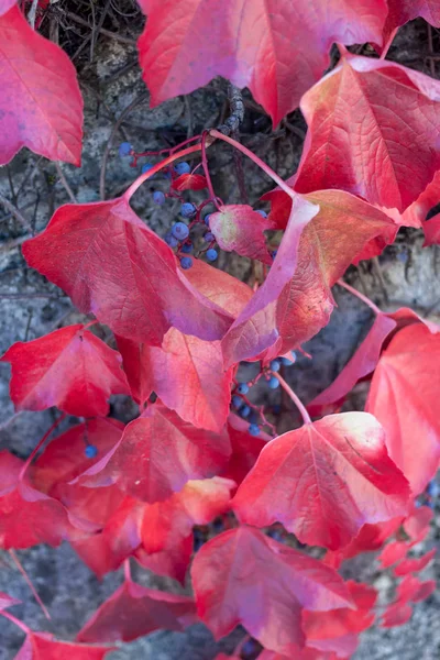 テクスチャ背景の色鮮やかな赤い野生ブドウを葉します。 — ストック写真