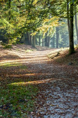 sarı düşen yaprakları altında sonbahar orman yolu