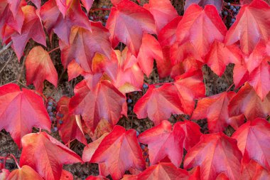 dokulu arka plan renkli kırmızı yabani üzüm yaprakları