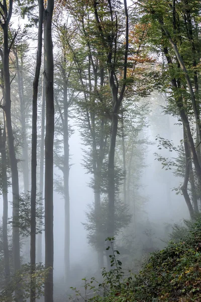 Mystiska dimmigt hösten skogen med svagt solljus — Stockfoto