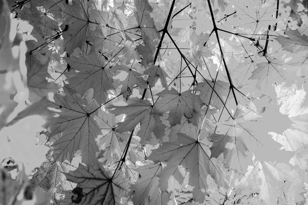 Černobílé podzimní listí texturou pozadí — Stock fotografie