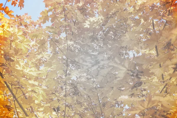 Sonbahar sarı yapraklar dokulu arka plan güneşli ışık — Stok fotoğraf