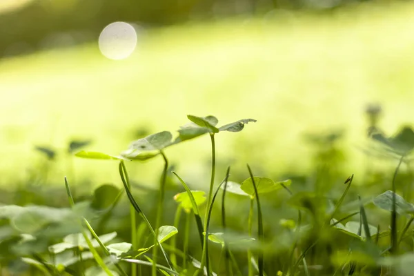 Зеленая трава и клевер крупным планом с копирайтом — стоковое фото