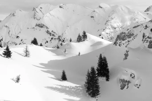 Hermosos Alpes montaña lanscape abetos y rocas bajo la nieve —  Fotos de Stock
