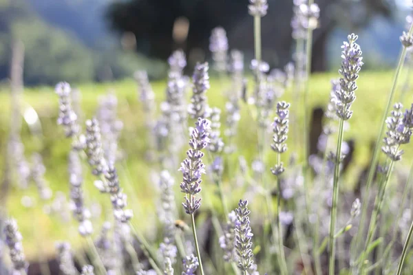 Macro flores de lavanda em dia bonito ensolarado — Fotografia de Stock