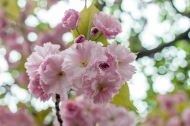 bahar ağaç çiçek meyve pembe çiçekler