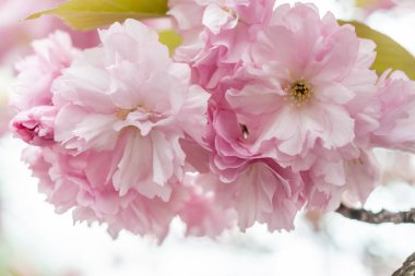 bahar ağaç çiçek meyve pembe çiçekler