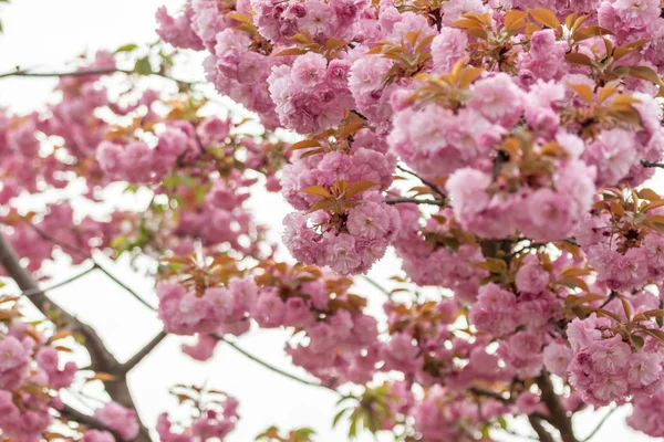 Closeup fruit tree pink flowers spring blossom — Stock Photo, Image