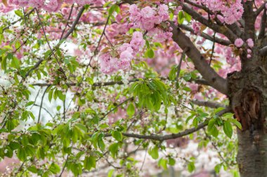 bahar ağaç çiçek meyve pembe çiçekler