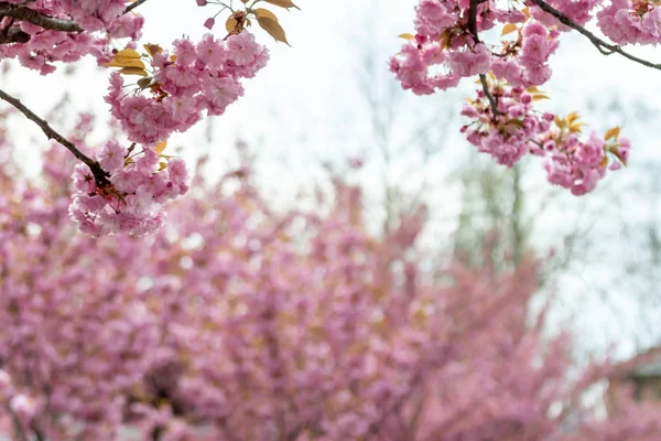 Closeup fruit tree pink flowers spring blossom — Stock Photo, Image