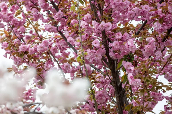 Closeup fruit tree pink flowers spring blossom — Stock Photo, Image