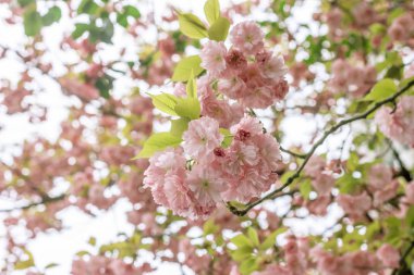 bahar ağaç çiçek meyve pembe çiçekler