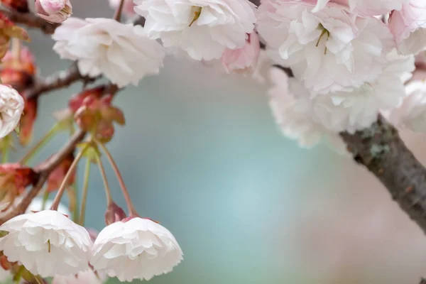 Closeup fruit tree pink flowers spring blossom — Stock Photo, Image