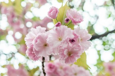 bahar ağaç çiçek meyve pembe çiçekler