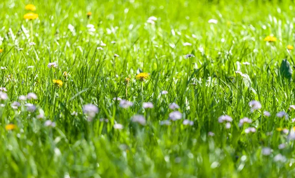 Zielona trawa z dzikiej kwiatów tło zbliżenie — Zdjęcie stockowe