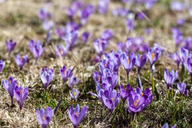 çiğdem çiçek alanı arka plan olabilir