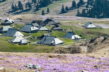 dağ köyü Velika Planina bahar crocuses