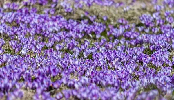 Pole kwiatów krokusów może być tłem — Zdjęcie stockowe