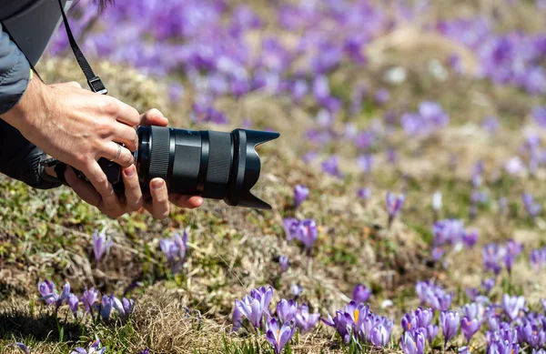 photographer hands with camera taking pictures of crocuses